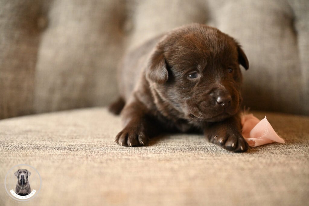 Chocolate Female- You Choose 3rd (3 Total)