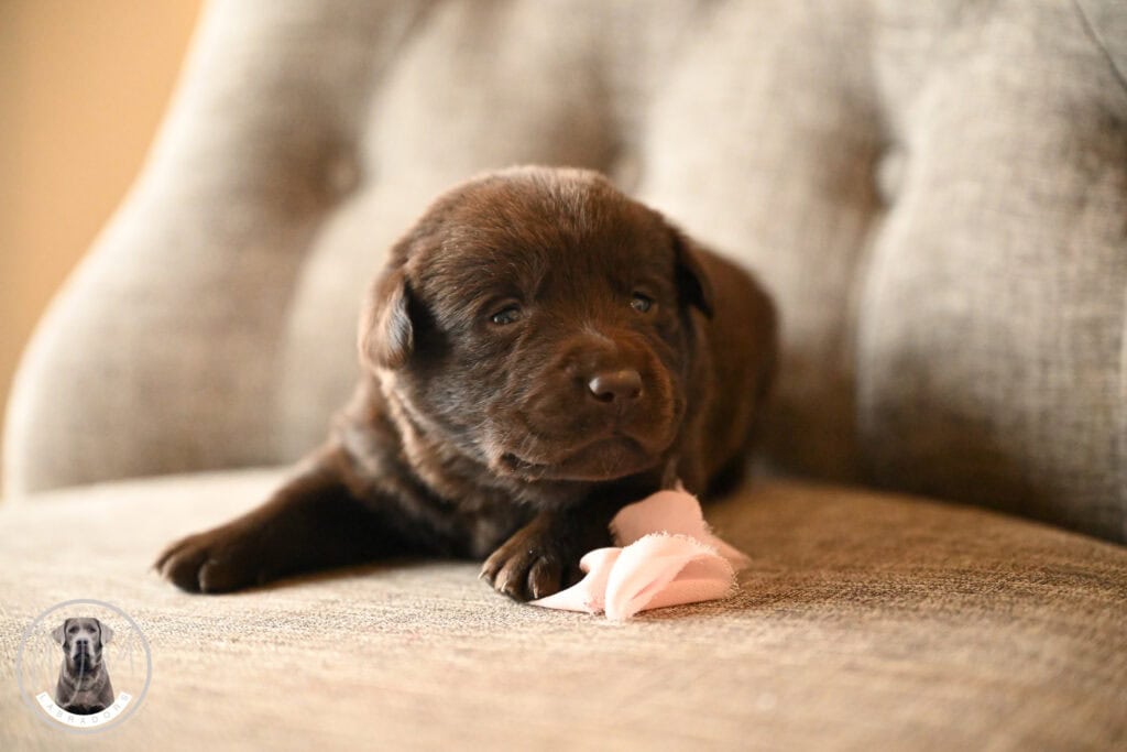 Chocolate Female- You Choose 3rd (3 Total)