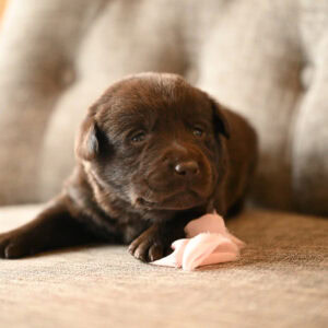 Adorable brown Labrador puppy lying on a beige couch in Massachusetts, USA.