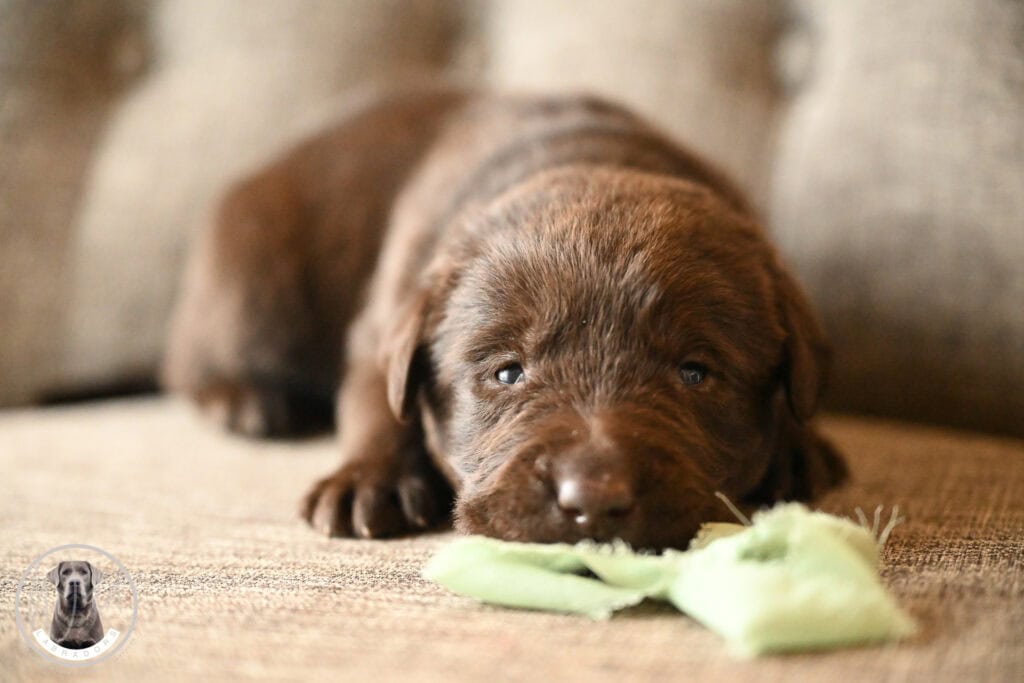 Chocolate Male- You Choose 4th (4 Total)