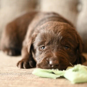 Adorable brown Labrador puppy lying on a couch in Massachusetts, cute and playful.