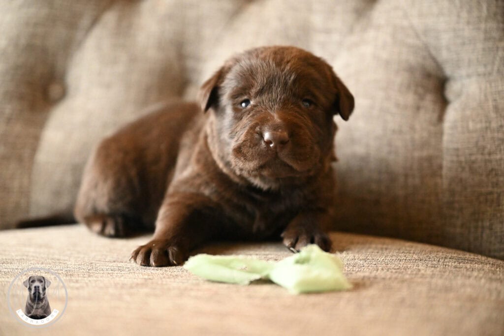 Chocolate Male- You Choose 4th (4 Total)