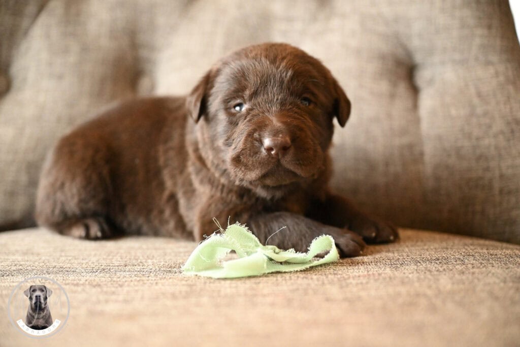 Chocolate Male- You Choose 4th (4 Total)