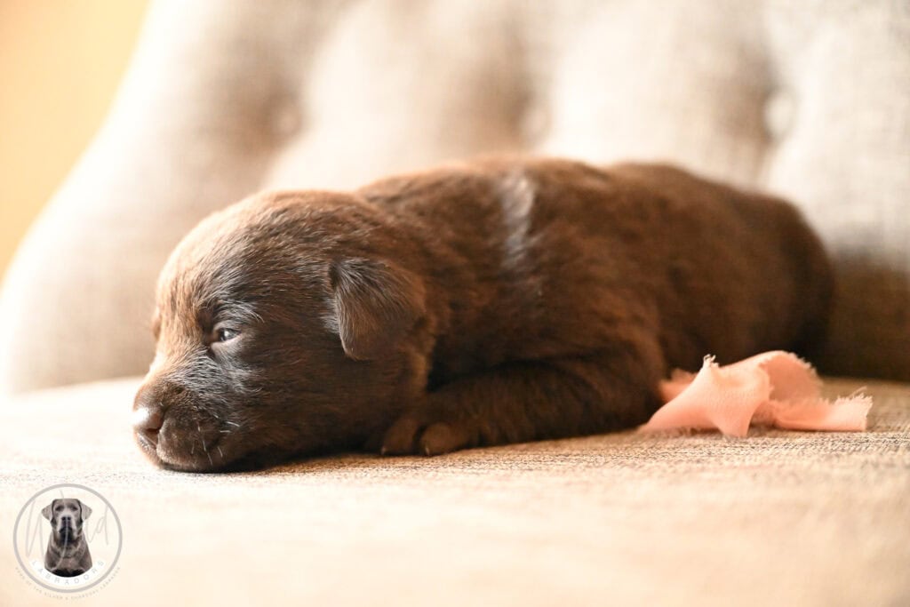 Chocolate Female- You Choose 2nd (3 Total)