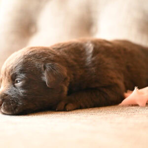 Adorable brown Labrador puppy resting on a beige sofa in Massachusetts, USA.