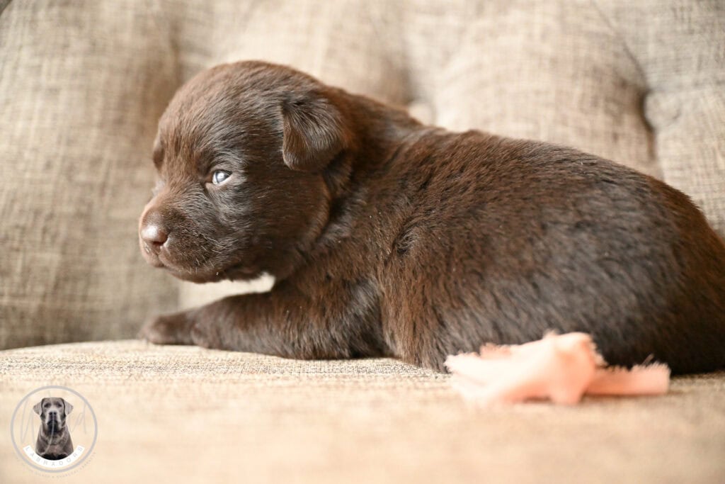 Chocolate Female- You Choose 2nd (3 Total)