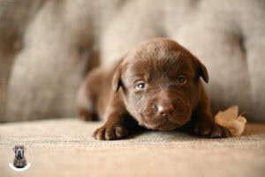 Chocolate Female- You Choose 1st (3 Total)