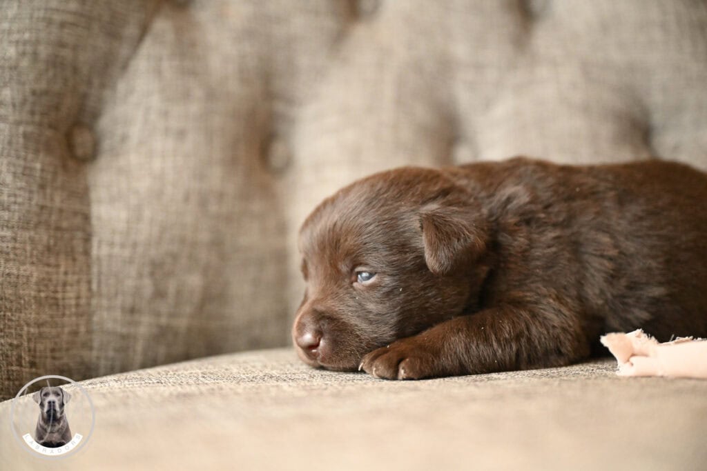 Chocolate Female- You Choose 2nd (3 Total)