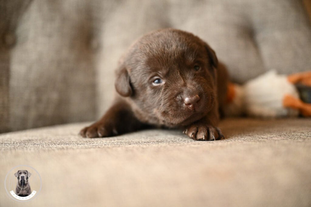 Chocolate Male- You Choose 3rd (4 Total)