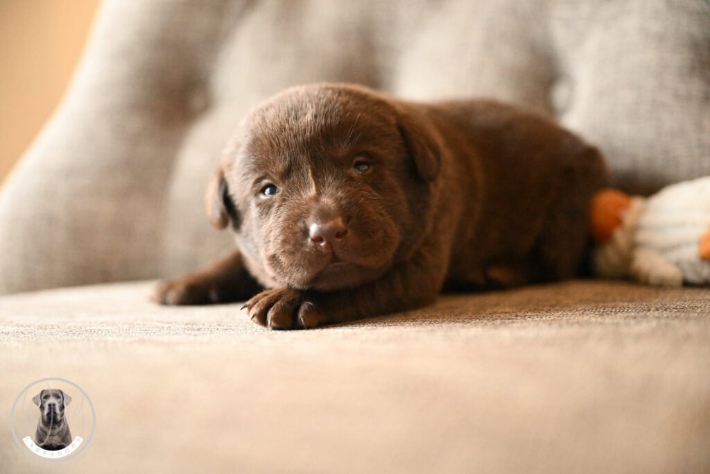 Chocolate Male- You Choose 3rd (4 Total)