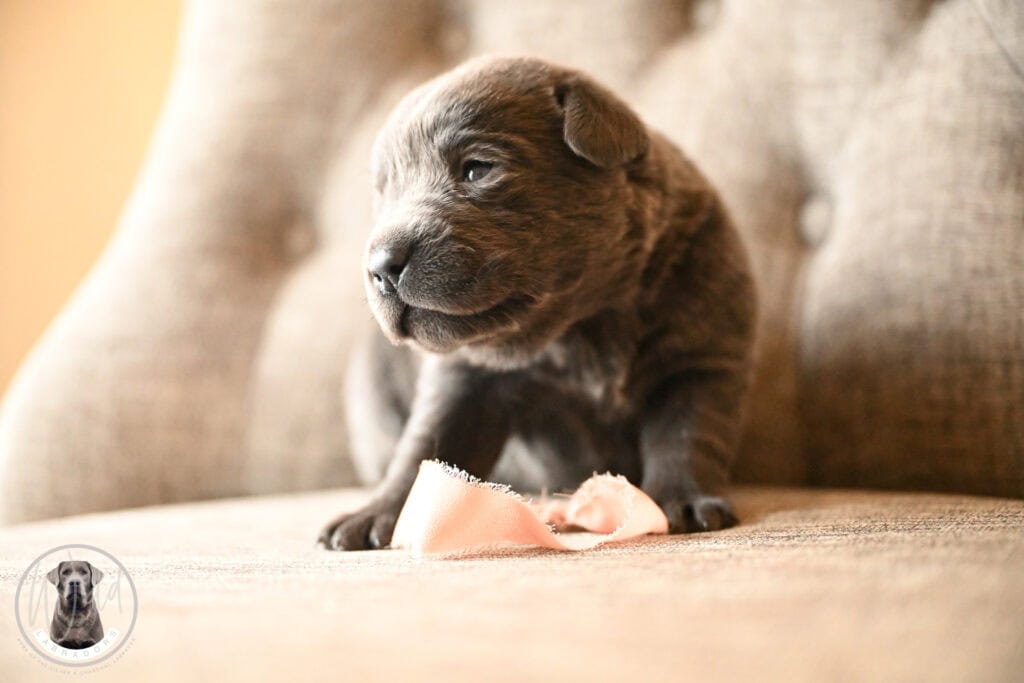 Charcoal Female- Only One in Litter