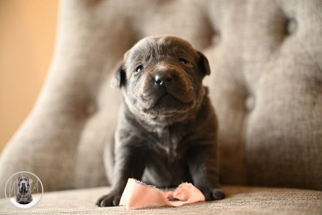 Charcoal Female- Only One in Litter