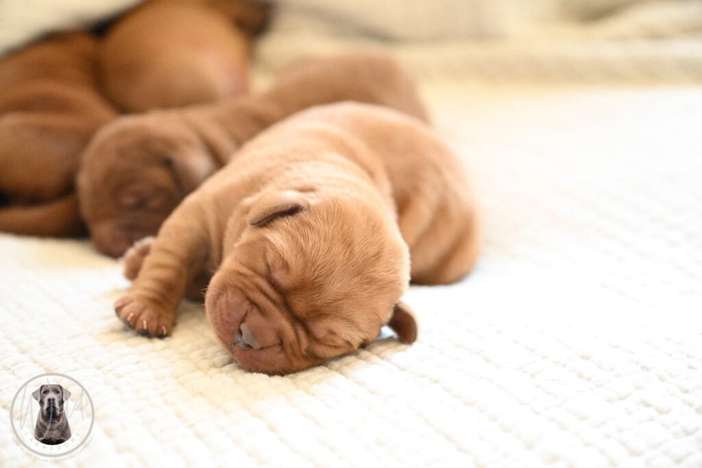 Fox-Red Male- You Choose 3rd (3 Total) Last Pick