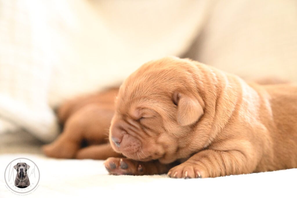 Fox-Red Male- You Choose 3rd (3 Total) Last Pick