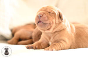 Fox-Red Male- You Choose 3rd (3 Total) Last Pick