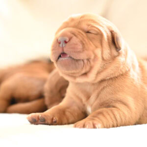 Adorable yellow Labrador Retriever puppy sleeping peacefully indoors in Massachusetts.