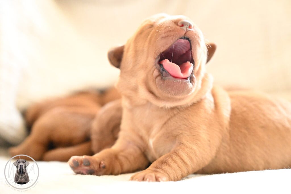 Adorable yellow Labrador puppy yawning, lying on a soft surface in Massachusetts.
