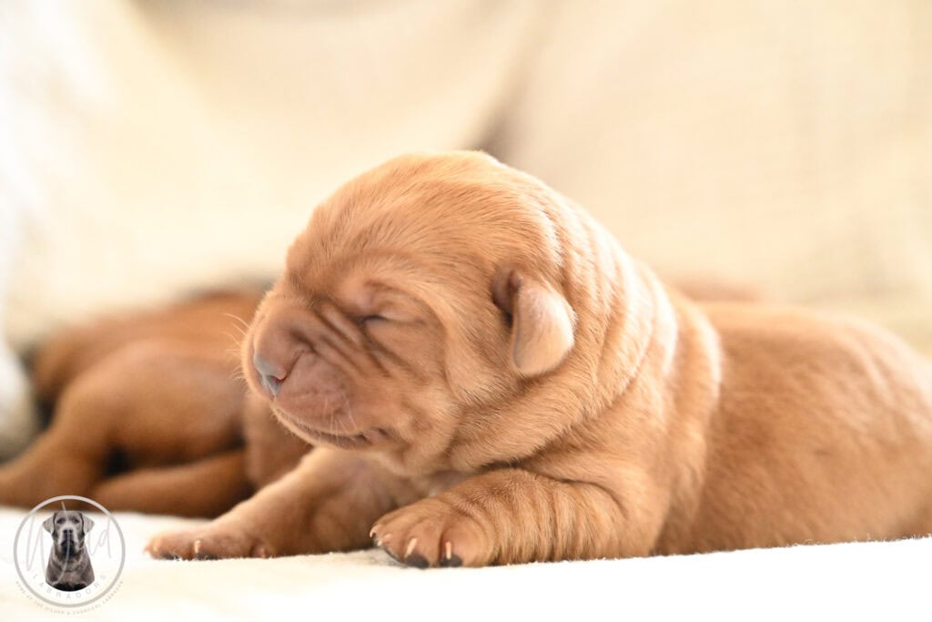 Adorable yellow Labrador puppy sleeping on a soft blanket in Massachusetts, USA.