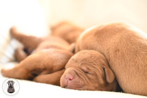 Fox-Red Male- You Choose 2nd (3 Total)