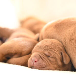Adorable golden Labrador puppies sleeping peacefully in Massachusetts.