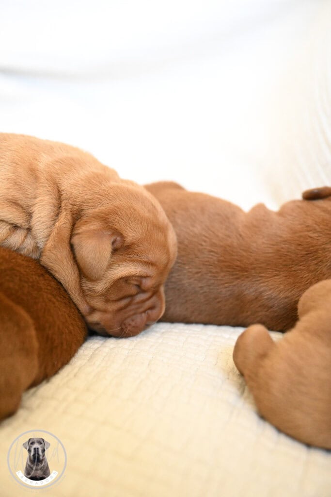 Fox-Red Male- You Choose 2nd (3 Total)