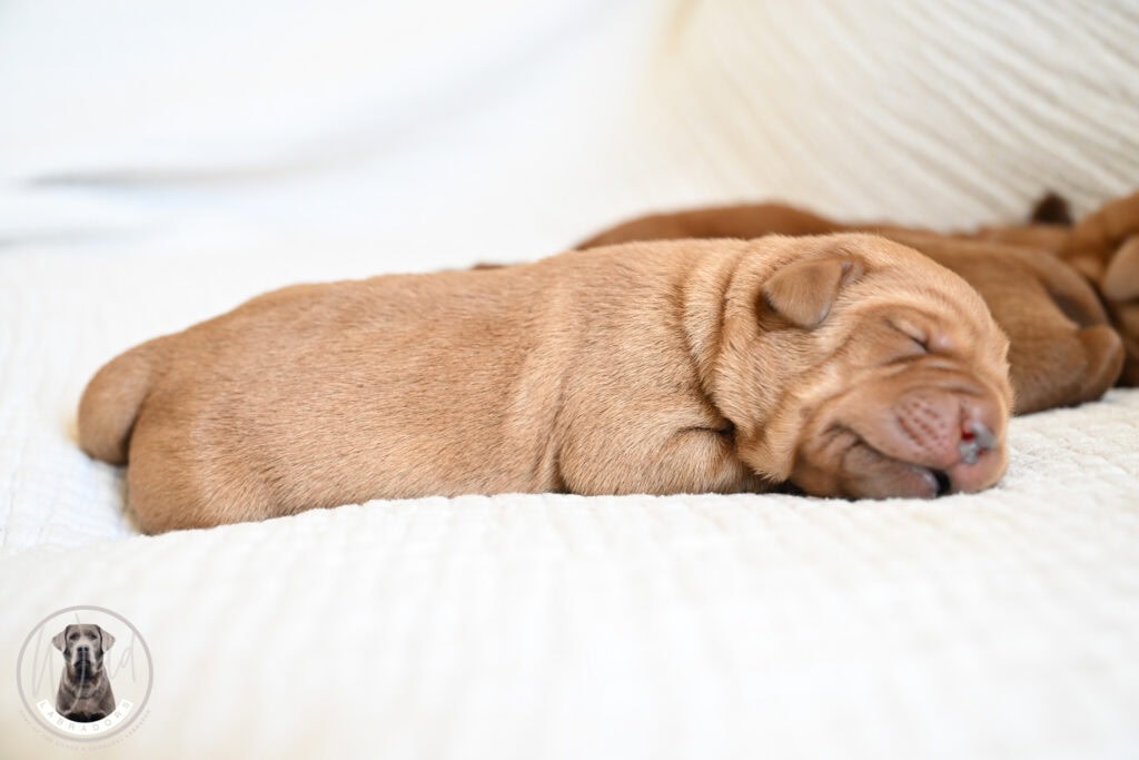 Fox-Red Male- You Choose 2nd (3 Total)