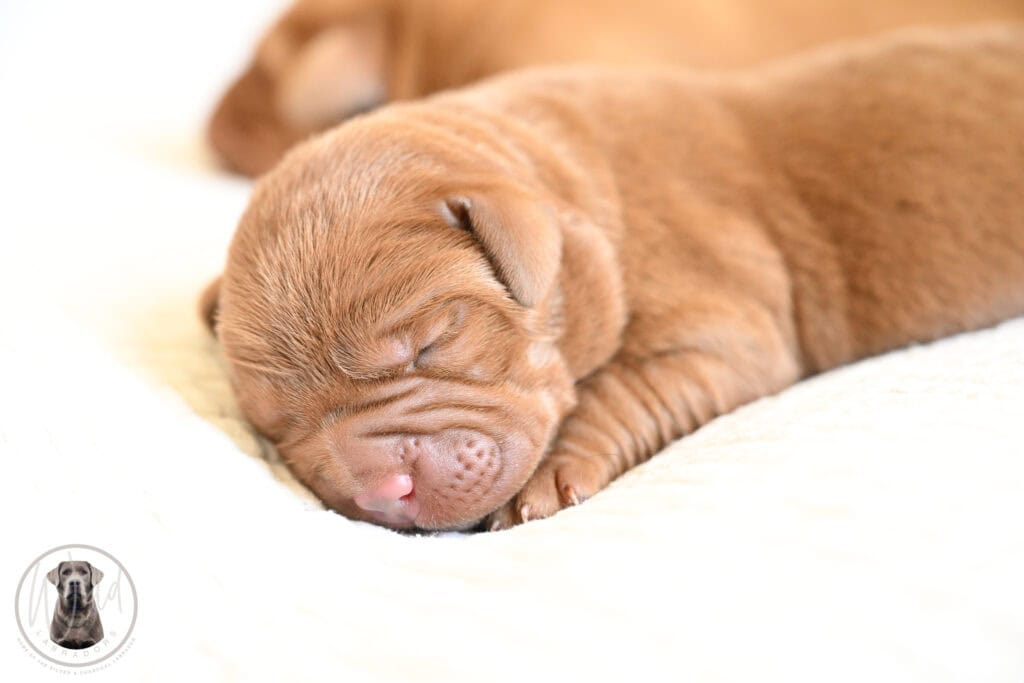 Adorable sleeping Labrador puppy from Wild Labradors in Massachusetts.