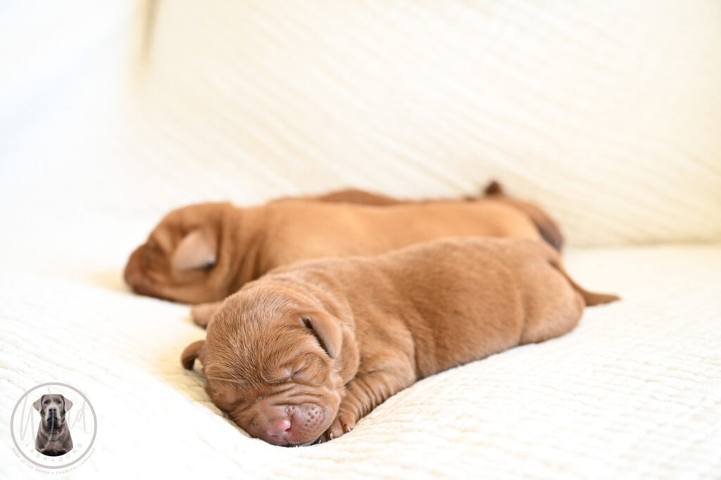 Two adorable Labrador Retriever puppies sleeping on a cream-colored blanket.