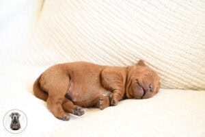 Fox-Red Male- You Choose 1st (3 Total)