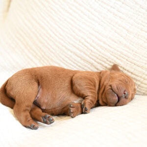 Adorable brown Labrador puppy sleeping on a cream-colored sofa in Massachusetts.
