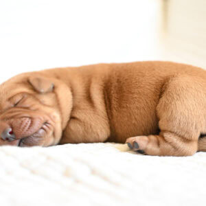 Adorable brown Labrador puppy sleeping on a soft blanket in Massachusetts.