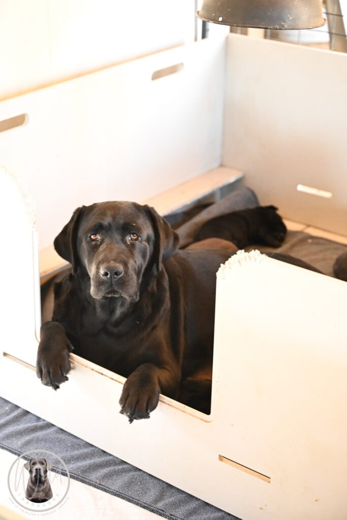 Black Labrador puppy lying inside a white whelping box at Wild Labradors in Massachusetts.
