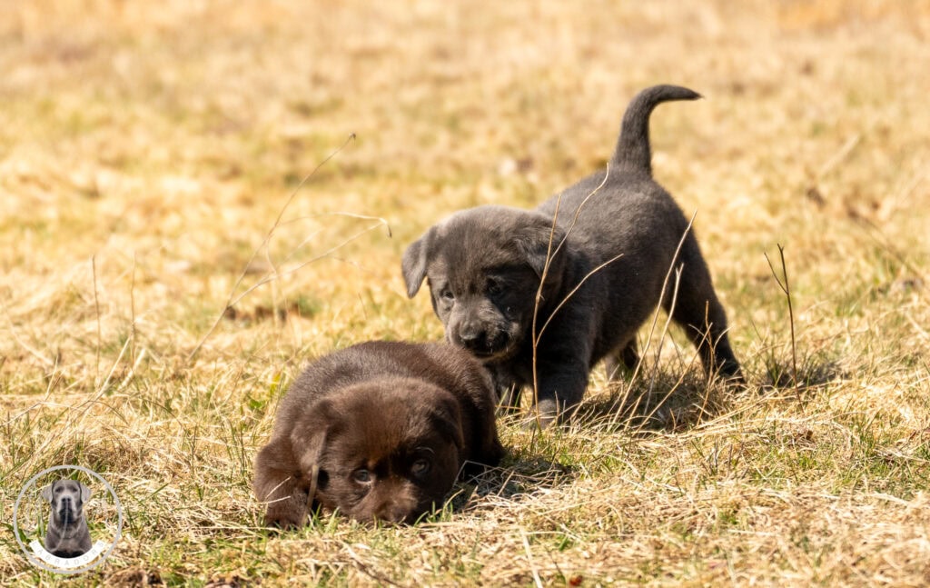 Charcoal Female- Only One in Litter
