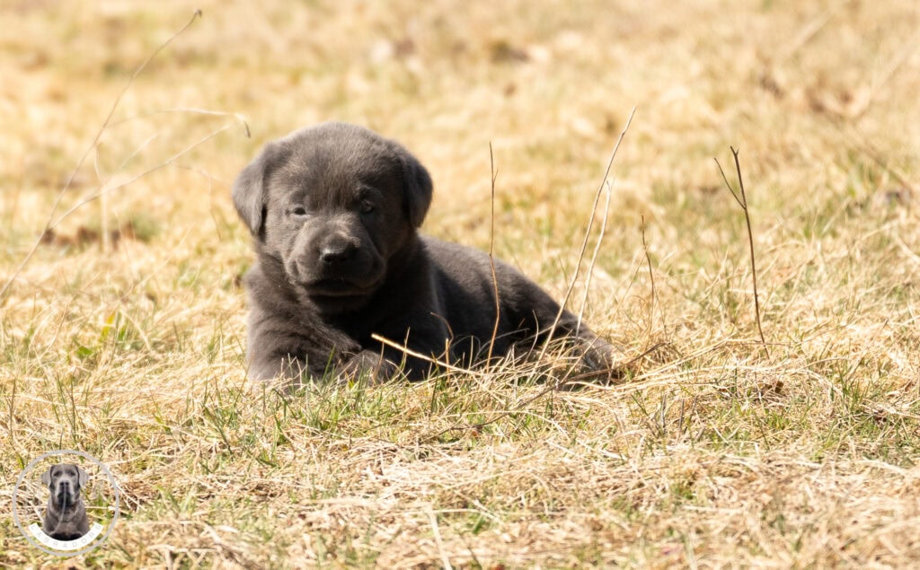 Charcoal Female- Only One in Litter