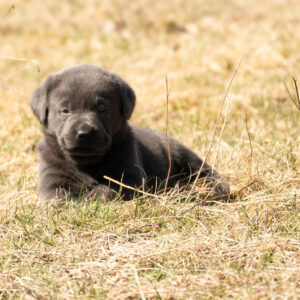 Black Labrador Retriever puppy lying on dry grass in Massachusetts.