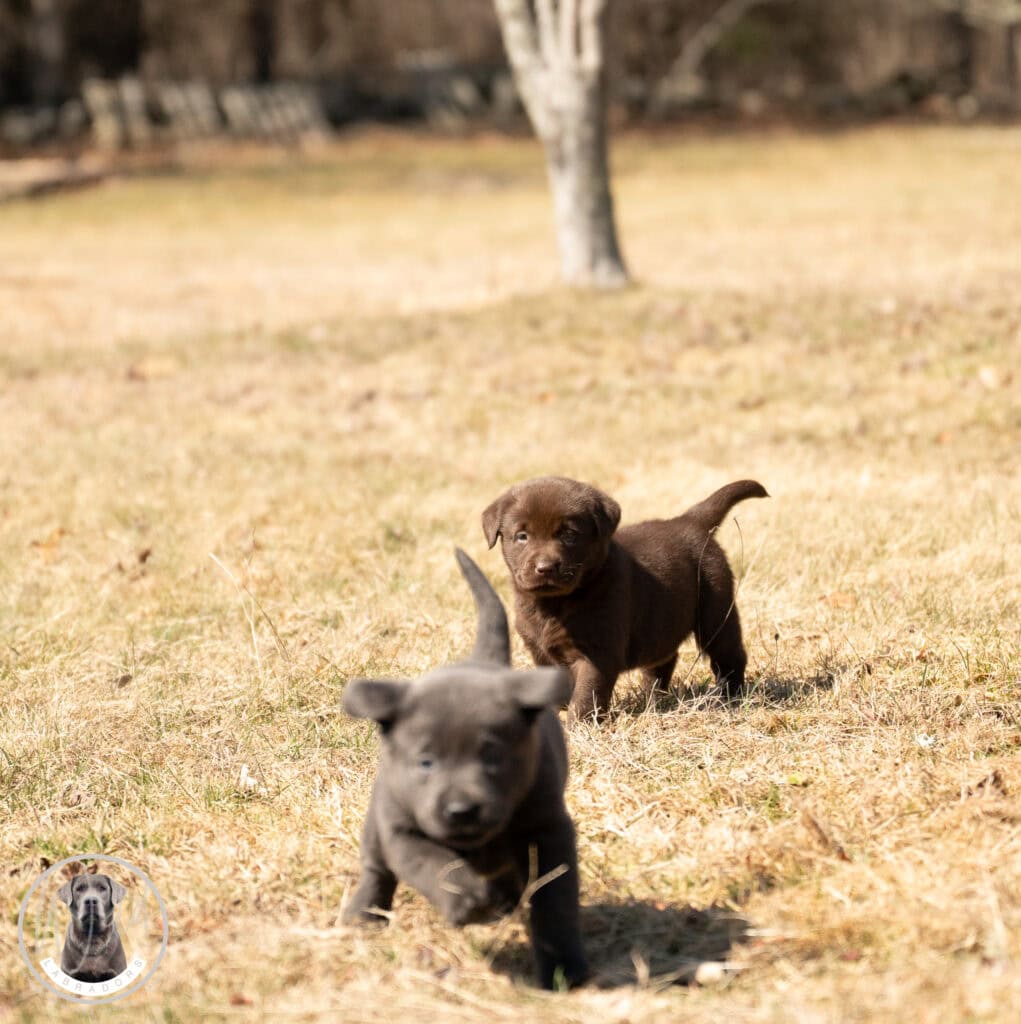 Charcoal Female- Only One in Litter