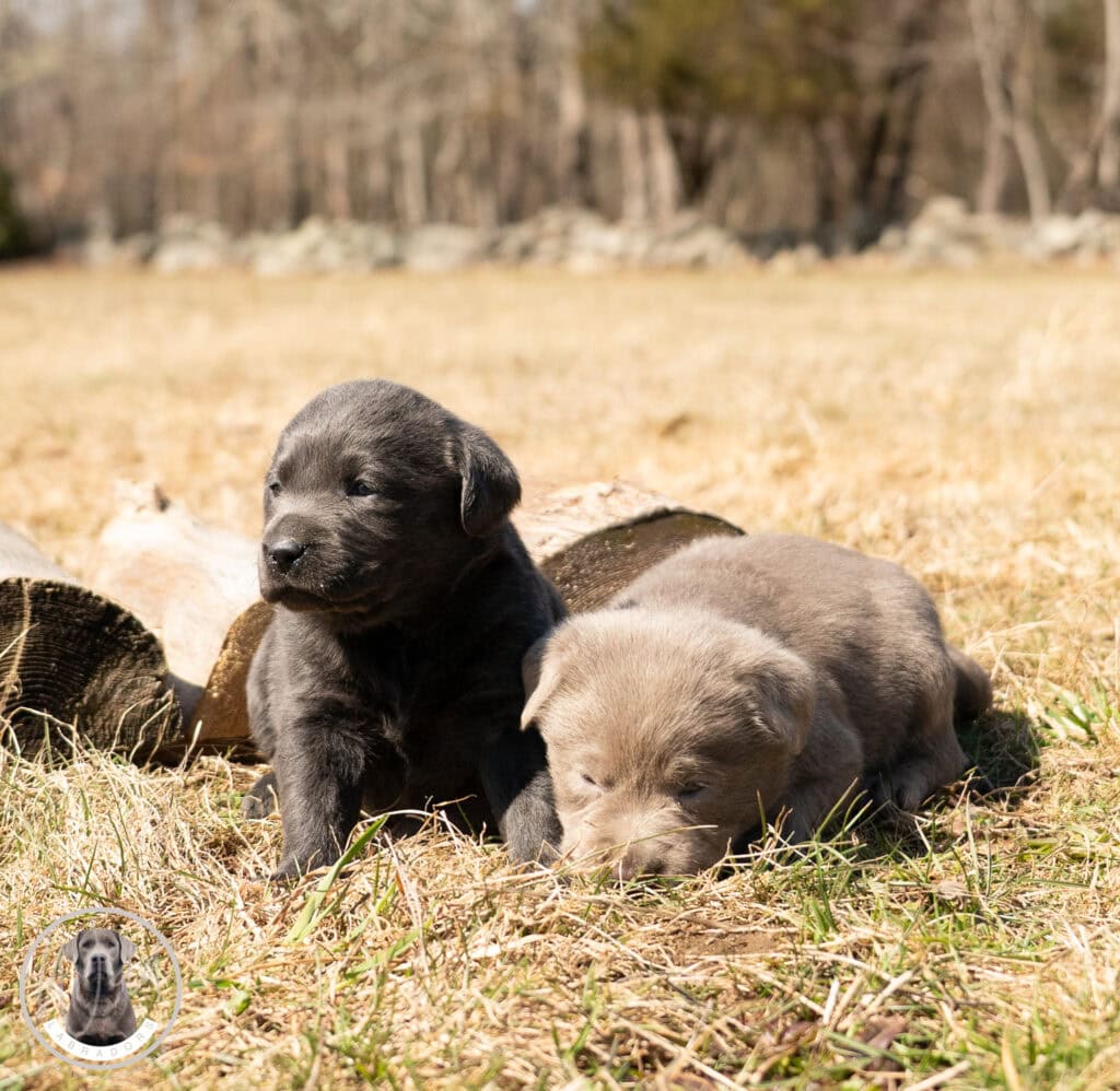 Black Labrador Retriever puppies lying on grass in Massachusetts, adorable and playful.