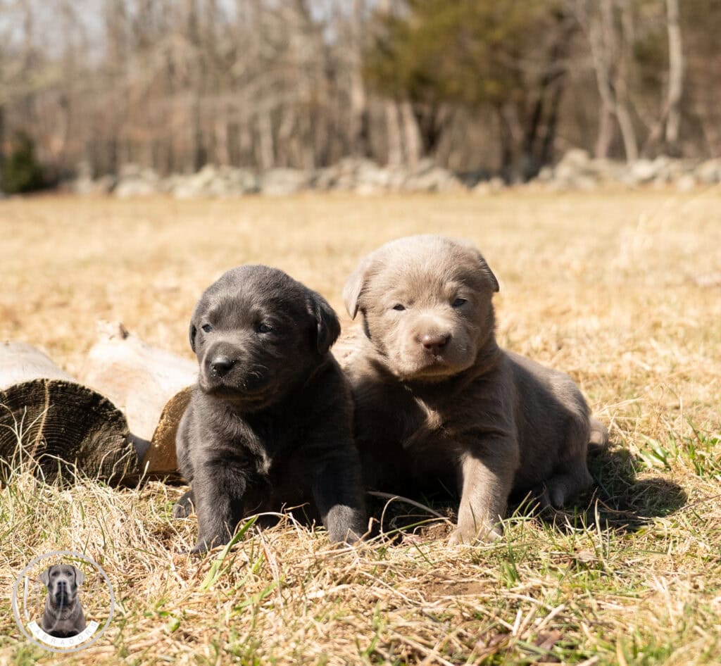 Black and gray Labrador Retriever puppies sitting outdoors in a grassy field in Massachusetts.
