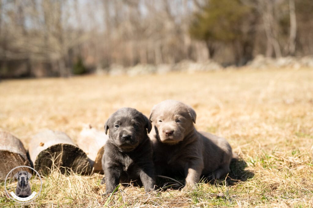 Adorable Wild Labrador Retriever puppies in Massachusetts outdoor setting.