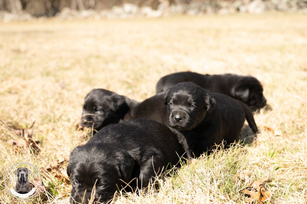 Adorable black Labrador puppies playing outdoors in Massachusetts grass.