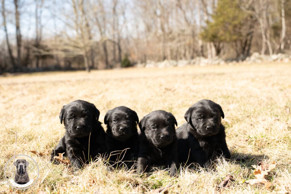 Black Labrador Retriever puppies sitting on grass in Massachusetts, adorable and playful.