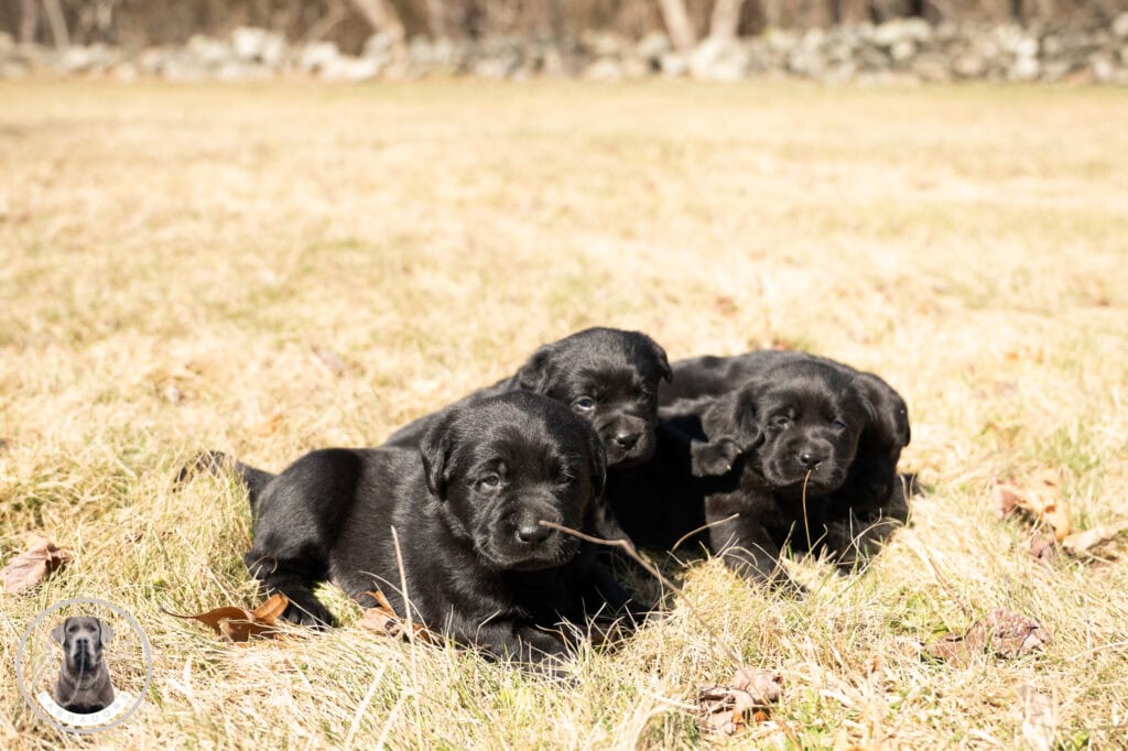 Black Labrador Retriever puppies lying on grass in Massachusetts, adorable and playful.