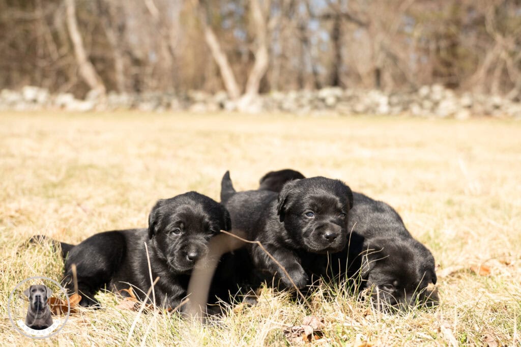 Black Labrador Retriever puppies lying on grass in Massachusetts, adorable and playful.