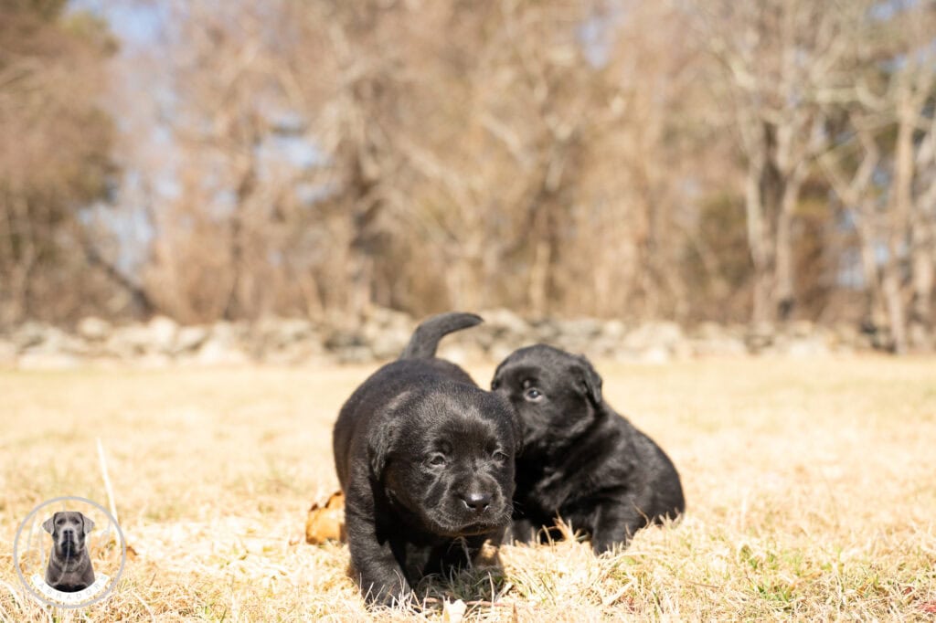 Adorable black Labrador Retriever puppies playing outdoors in Massachusetts field.