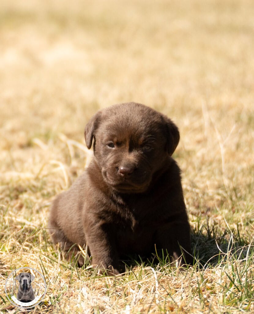 Adorable chocolate Labrador puppy sitting on dry grass in Massachusetts.