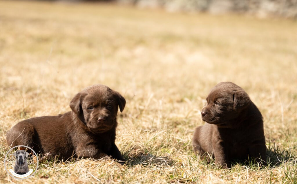 Chocolate Labrador Retriever puppies lying on grass in Massachusetts.