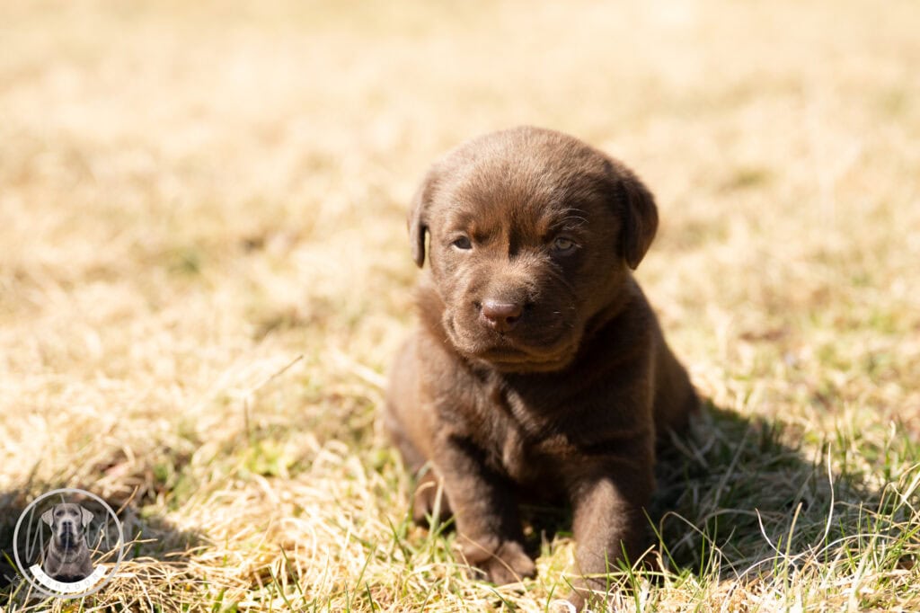 Adorable brown Labrador puppy in Massachusetts outdoor setting, sunny day.
