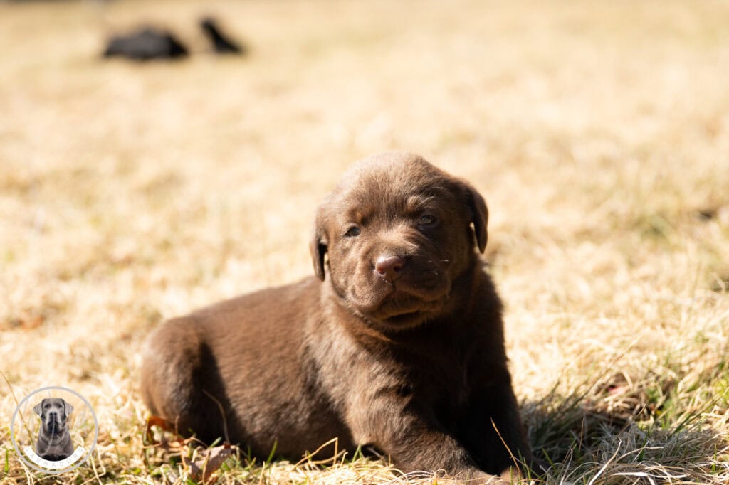 Adorable chocolate Labrador puppy lying on dry grass in Massachusetts.