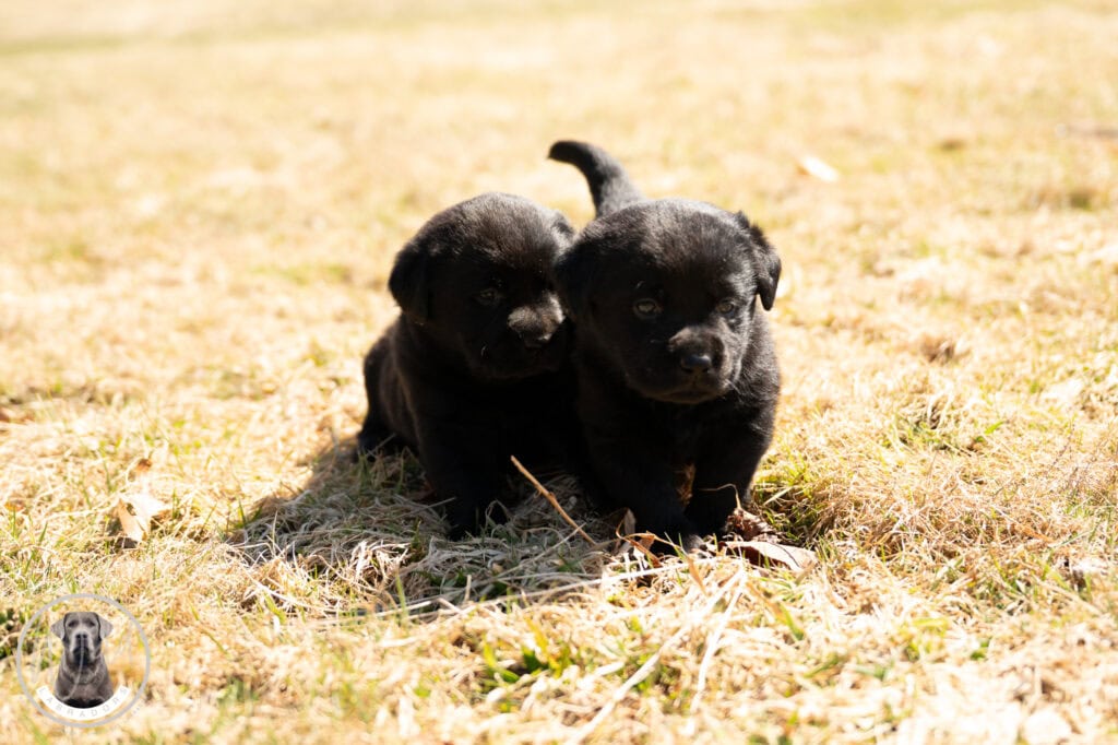 Adorable black Labrador Retriever puppies in Massachusetts outdoor setting.