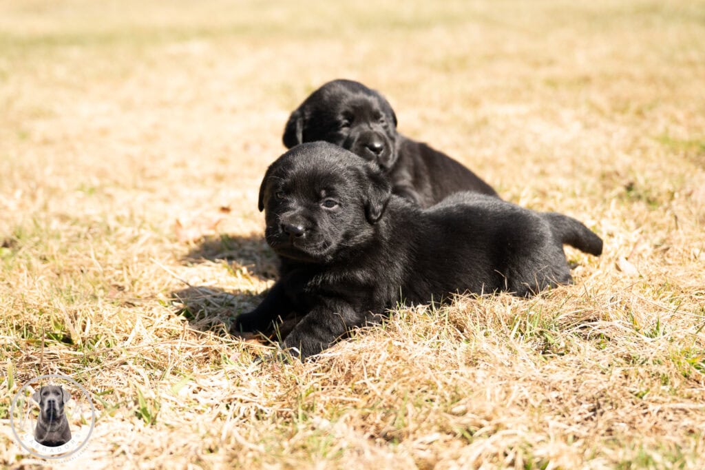 Black Labrador Retriever puppies lying on dry grass in Massachusetts.